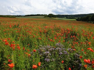 Wonderful meadow full of red poppy flowers