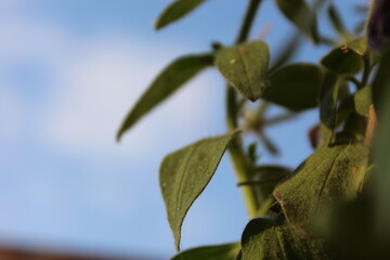 green leaves against blue sky
