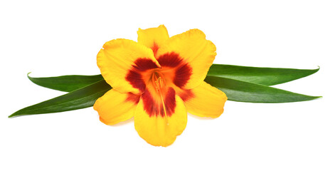 Yellow hemerocallis day-lily with twig isolated on a white background