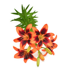 Bouquet of lily tiger color with a bud isolated on white background. Flat lay, top view
