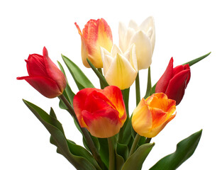 Bouquet of colorful and beautiful tulips flowers isolated on white background. Still life, wedding. Flat lay, top view