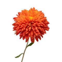 Orange chrysanthemum flower isolated on white background. Creative autumn concept. Floral pattern, object. Flat lay, top view