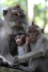 Monkeys At Sacred Forest Sanctuary Ubud Bali Indonesia