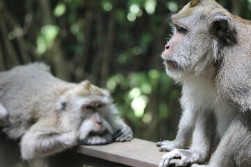 Monkeys At Sacred Forest Sanctuary Ubud Bali Indonesia