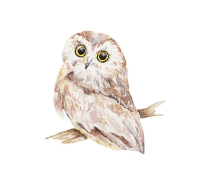 Watercolor illustration. Owl on an isolated white background.