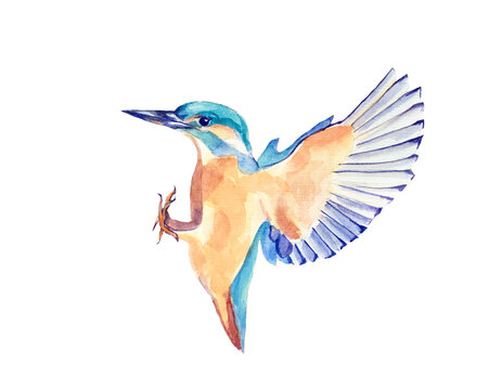 Watercolor illustration. The bird is depicted on an isolated white background.