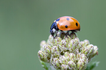 Coccinella 7-punctata (Seven-spot ladybird) on Achillea © chillingworths