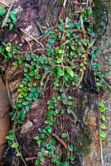 Epiphytic plants on tree trunk