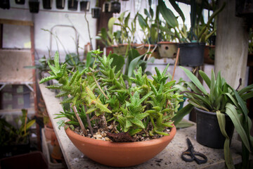 Aloe juvenna Brandhan in a pot