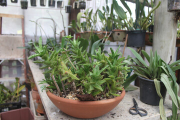 Aloe juvenna Brandhan in a pot