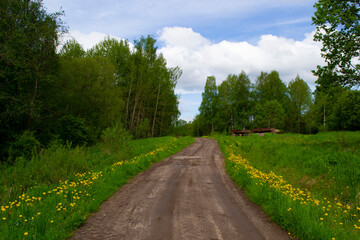 Fototapeta na wymiar View of a dirt road in the countryside, a meadow with dandelions and a forest against a blue sky with clouds.