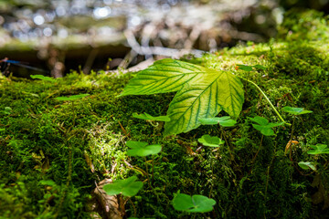 leaves of maple leaf, abstract green texture