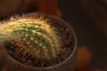 cactus in a pot