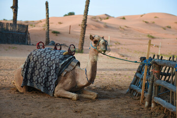 camel in the desert