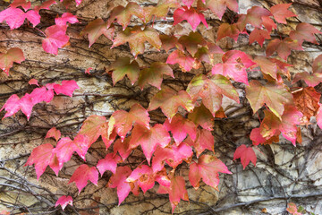 Autumnal view of the outer wall covered with colorful foliage of parthenocissus in Tuscany, Italy.