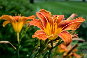 Obraz premium Beautiful Orange and Yellow daylily flowers with green backdrop