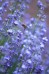 blue lavender flowers with a flying bee