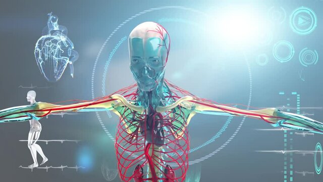 medical Interface, analysis of Human Male Anatomy Scan on Futuristic Touch Screen Interface showing bones, organs. Concept: In the Near Future of Medicine and Healthcare 3D render