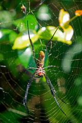 Spider on web in tropical forest