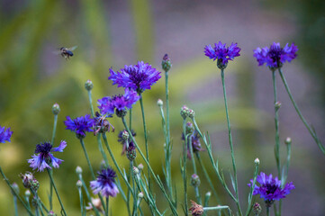 blue flowers with a flying bee