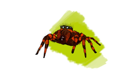 Cute bouncing spider cartoon character illustration