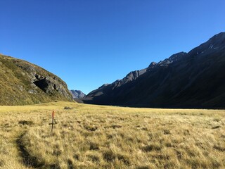 orange pole on gold grass