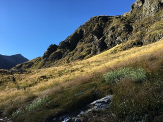 gold grass on waiau pass