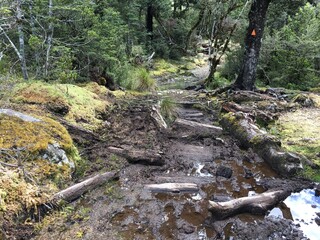 muddy path muddy wood