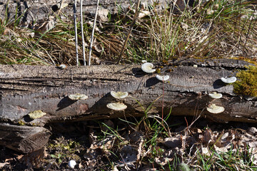 tree on the ground with mushrooms