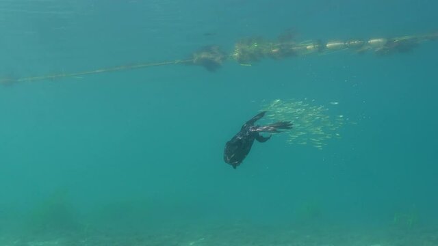 Underwater action shot of a Cormorant chasing a ball of minnows through the water. The minnows form a ball to make it harder for a predator to pursue a single fish.