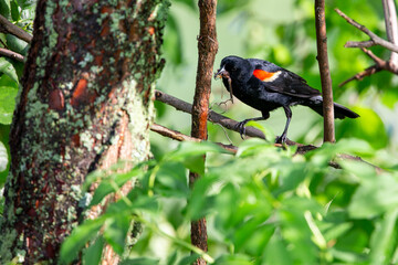 Male Red-winged Blackbird (Agelaius phoeniceus) perched on a branch with dragonfly in its beak for its baby
