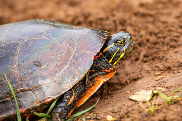 close-up of  a Wisconsin Western Painted Turtle (Chrysemys picta) in the sand
