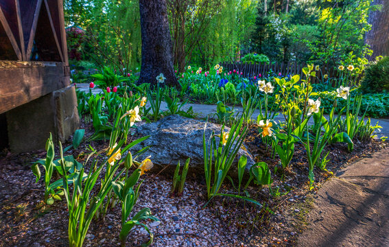 Daffodils Blossom At Sunset An Fantastic May