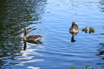 A family of greylag geese, Anser anser, swimming across the blue water of the boating lake in Regent's Park, London. The large gray-brown goose and gander with orange beaks have three goslings