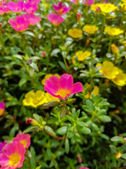 Fototapeta premium pink flowers in the garden