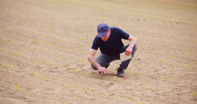 Agriculture - Farmer Examining Young Corn Growing at Agricultural Field