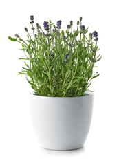 lavender in a white flower pot