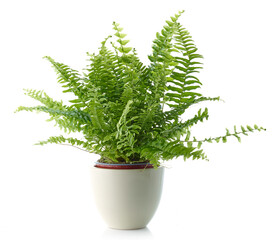 fern in a white flower pot