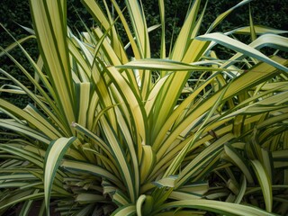 Close up Phormium Yellow wave for background texture