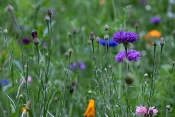 Colourful wild flowers including cornflowers and poppies, photographed in late afternoon in mid summer, in Chiswick, West London UK. 