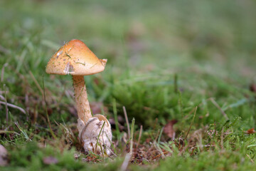 mushroom