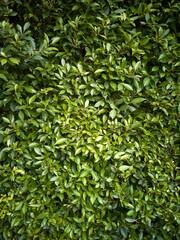 Close up Green bush leaves for background texture with soft focus