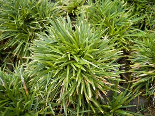 Close up mini mondo grass or ophiopogon jaburan for background