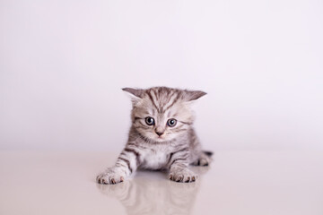 frightened kitten flattened his ears on a white background
