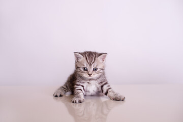 gray little kitten on a white background