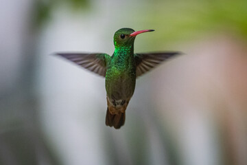 hummingbird in flight