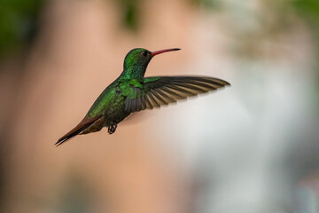 hummingbird in flight