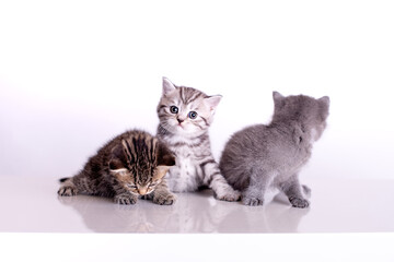 Gruppe von niedlichen Katzen	