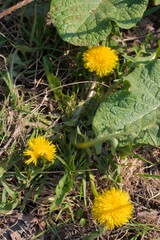 dandelion in the grass