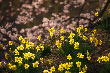 スイセンと桜の競演